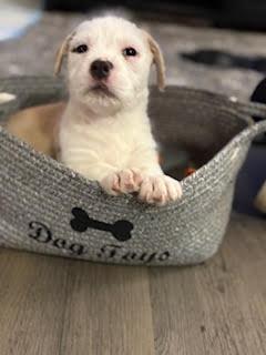 Pearl, Adoptable, Puppy Female Mixed Breed.