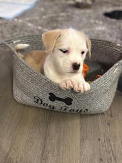 Enlarge Pearl, a Adoptable mixed breed in Denver, CO image 2/5