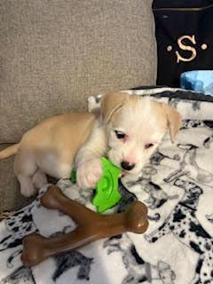 Enlarge Pearl, a Adoptable mixed breed in Denver, CO image 3/5