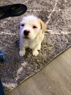 Enlarge Pearl, a Adoptable mixed breed in Denver, CO image 4/5