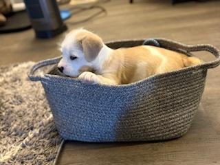 Enlarge Pearl, a Adoptable mixed breed in Denver, CO image 5/5