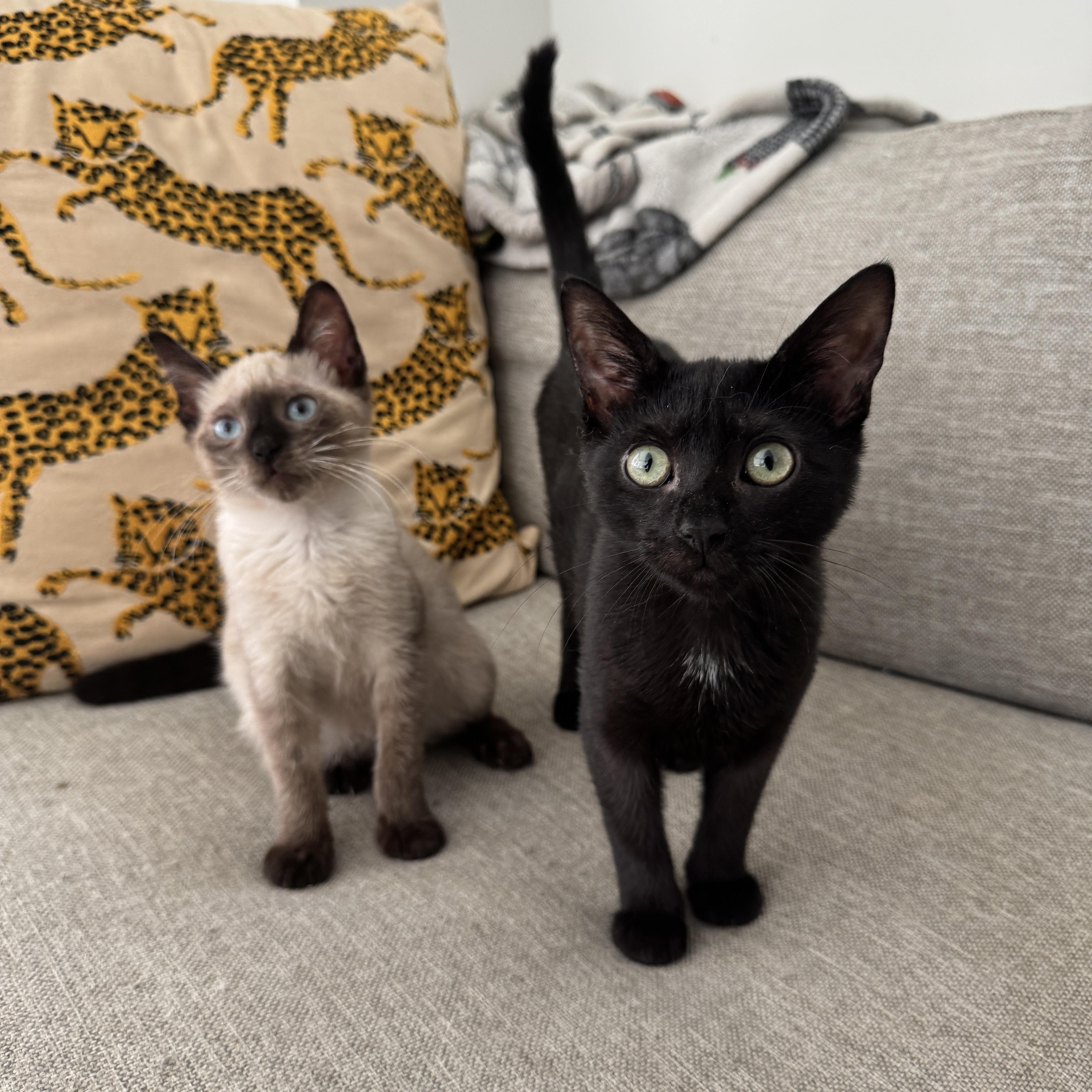 Montauk and Nantucket, Adopted, Kitten Male Siamese & Domestic Short Hair.