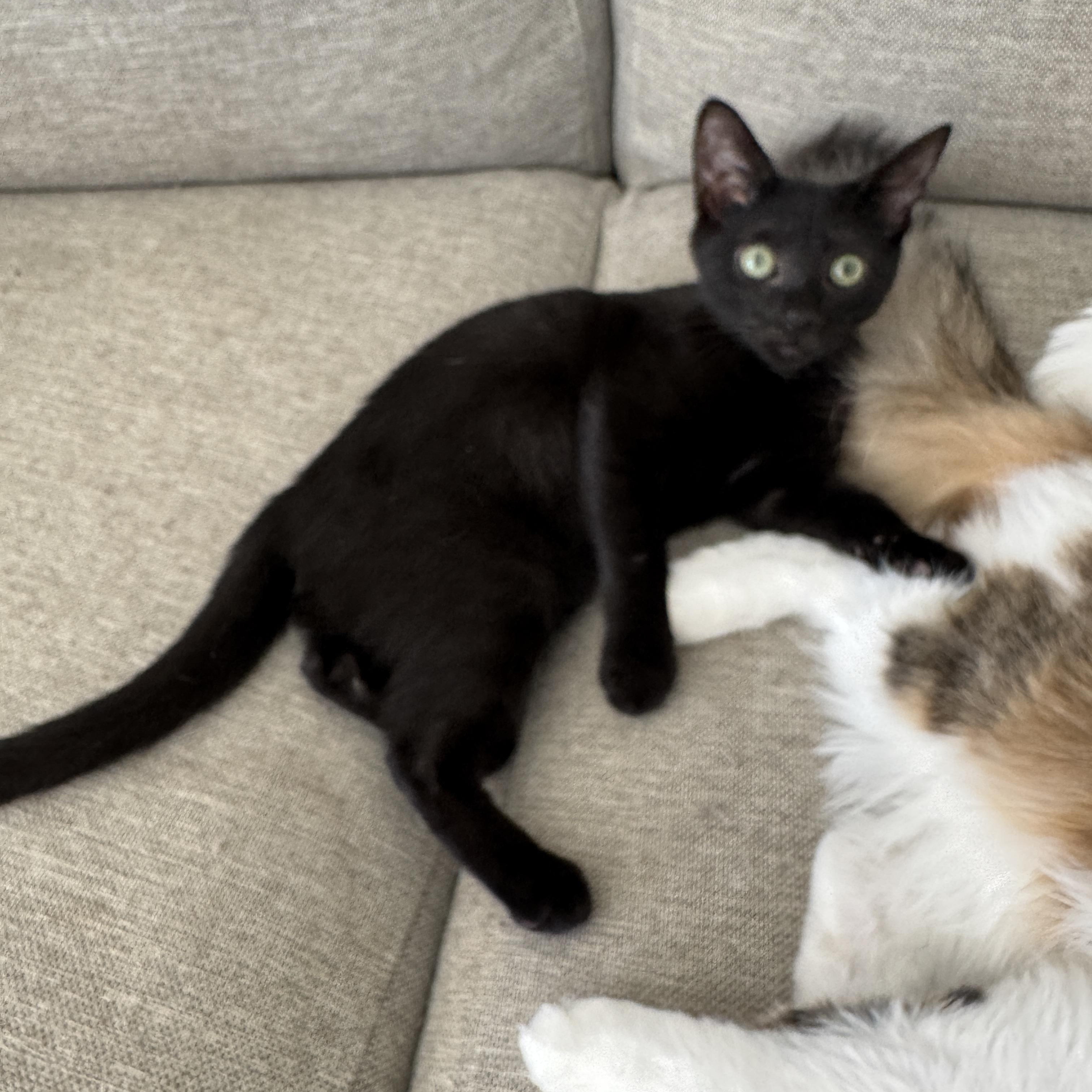 Enlarge Montauk and Nantucket, a Adopted mixed breed in Brooklyn, NY image 2/4