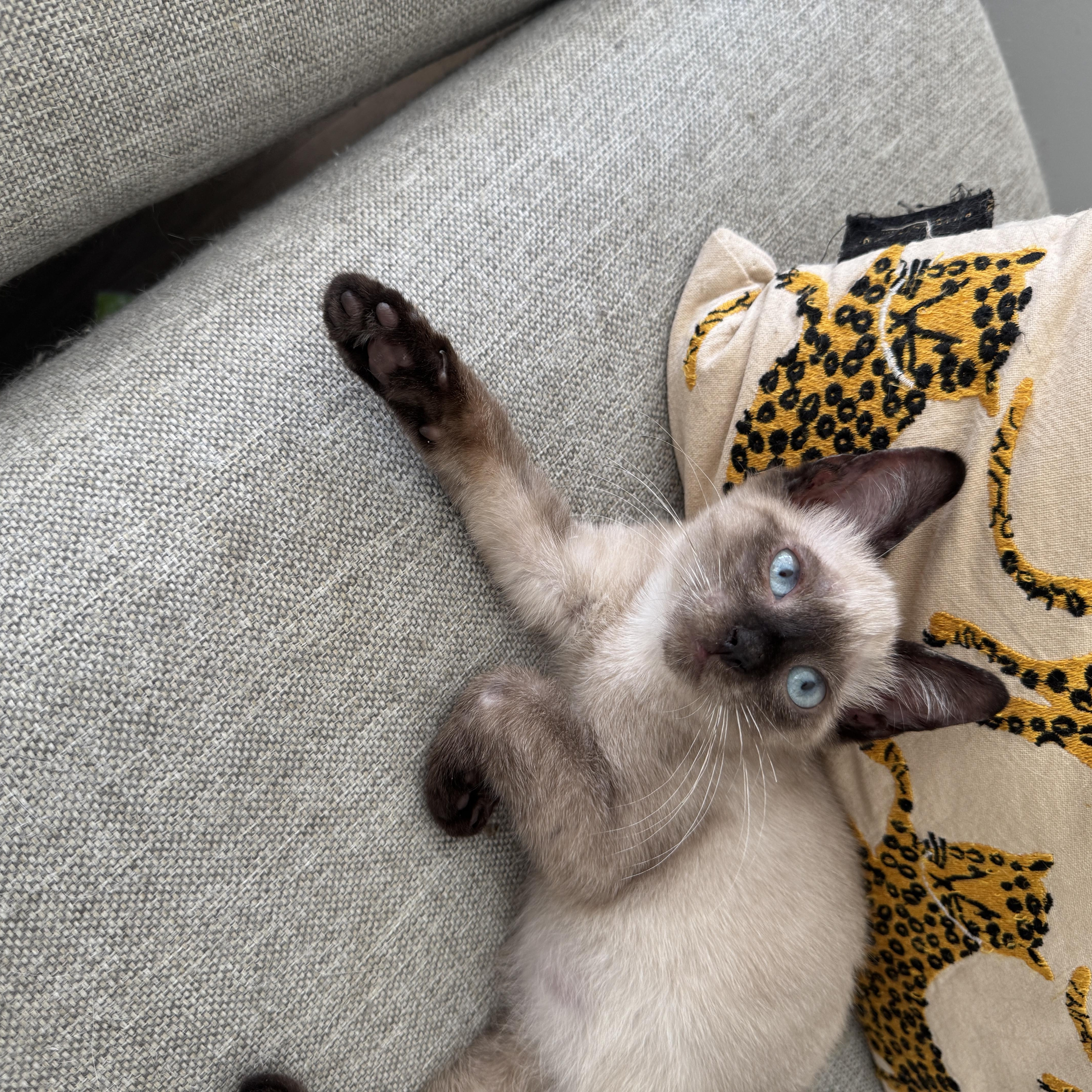 Enlarge Montauk and Nantucket, a Adopted mixed breed in Brooklyn, NY image 3/4