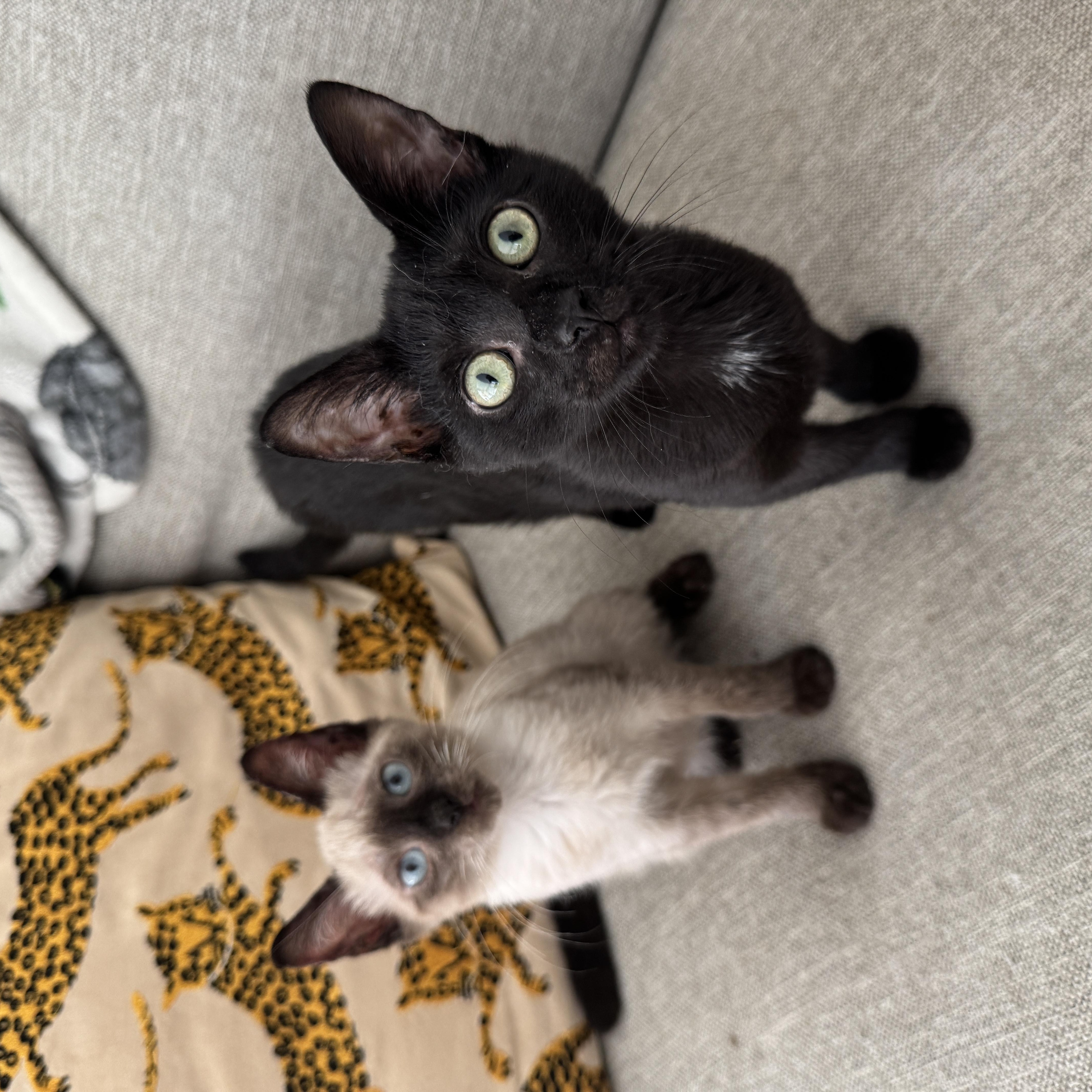 Enlarge Montauk and Nantucket, a Adopted mixed breed in Brooklyn, NY image 4/4