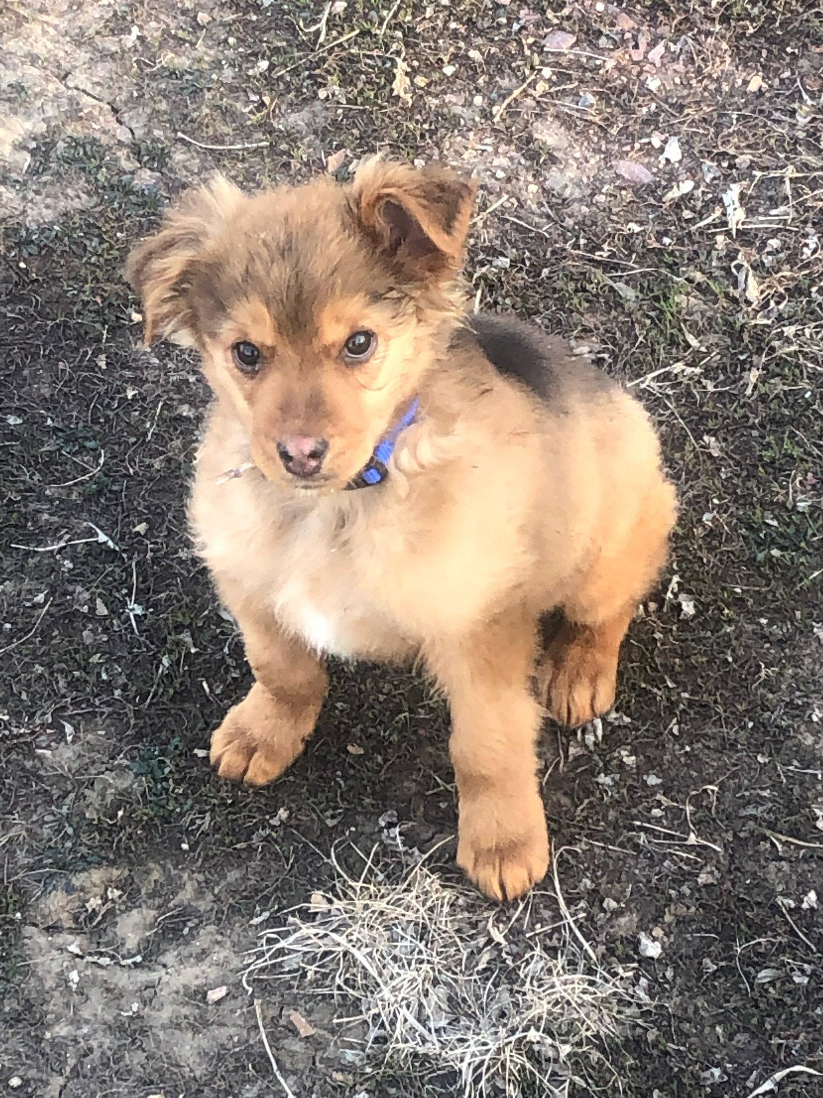 Brownie, Adopted, Puppy Male Shepherd.