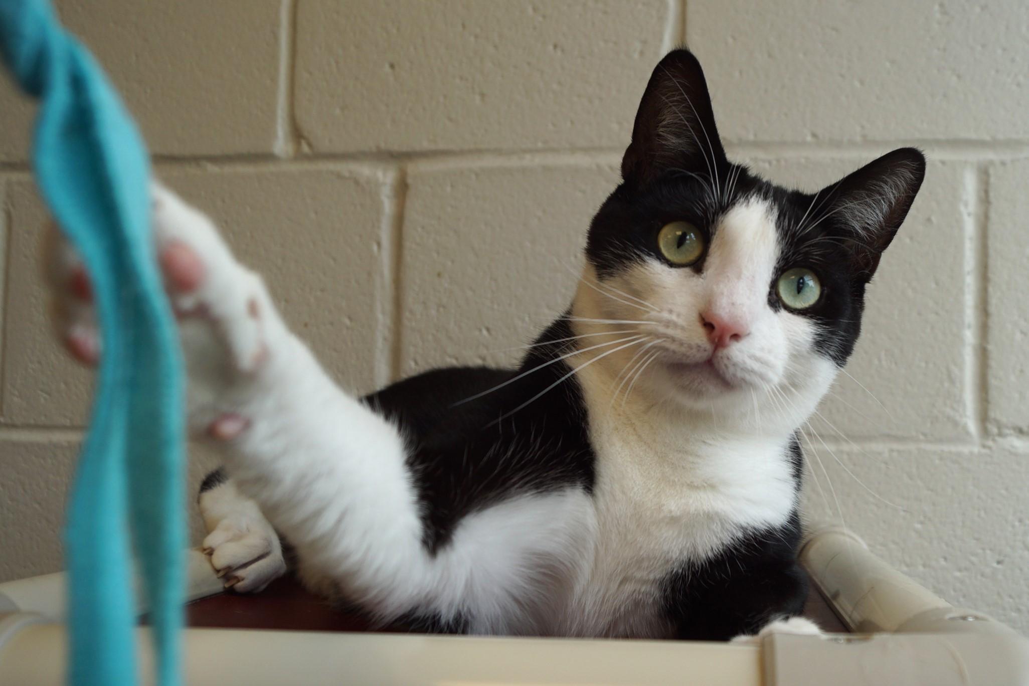 Pen, a Adoptable Domestic Short Hair in New Milford, CT image 2/6