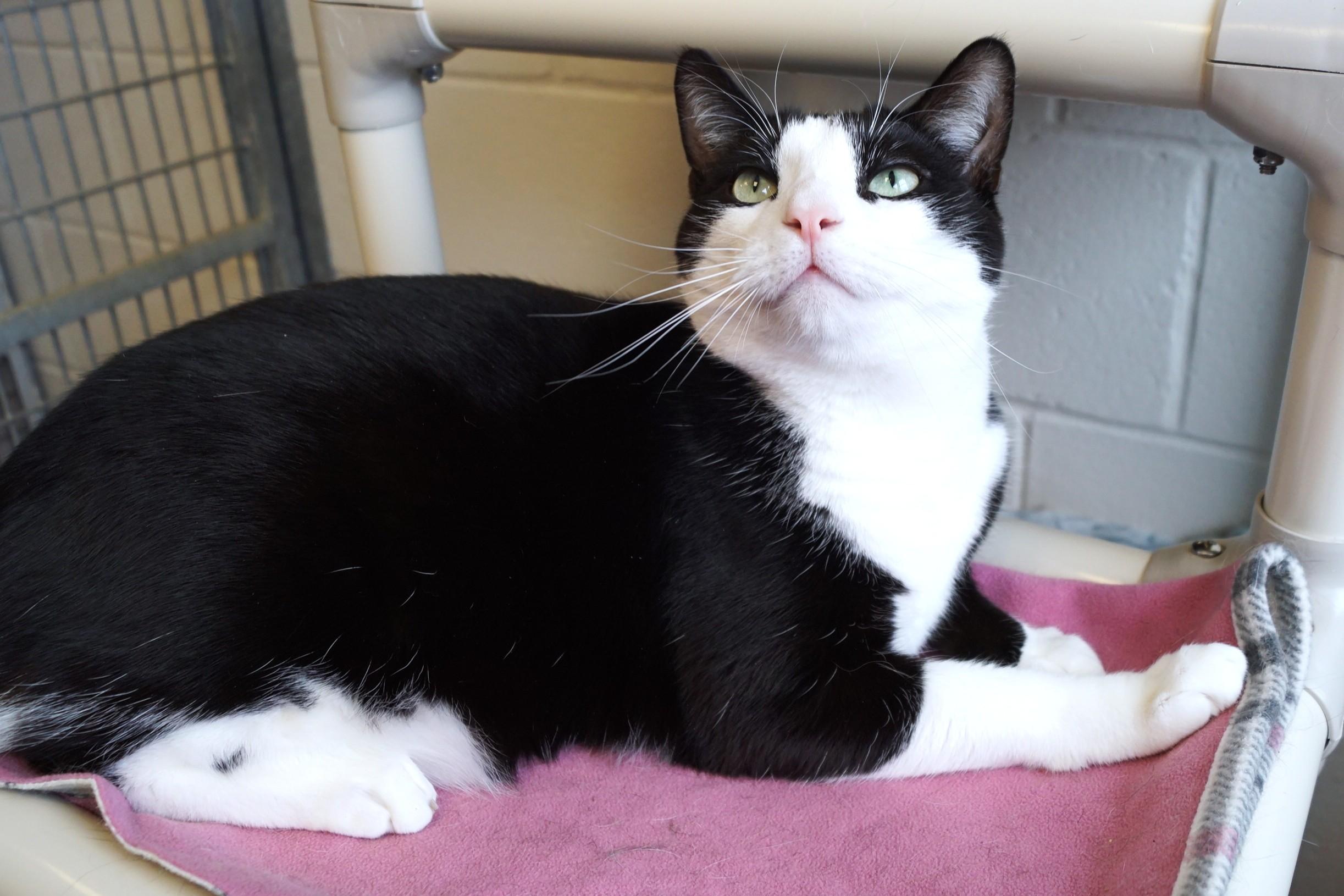 Pen, a Adoptable Domestic Short Hair in New Milford, CT image 6/6