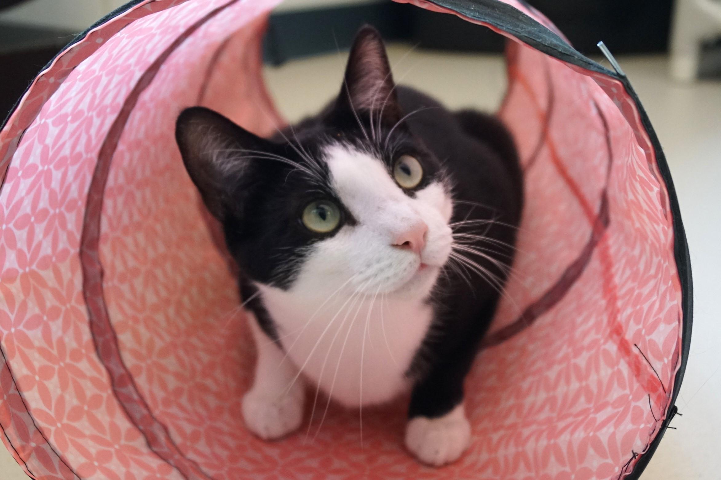 Pen, Adoptable, Young Male Domestic Short Hair.