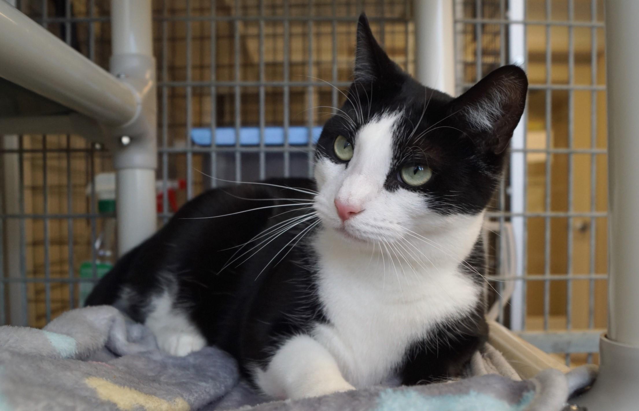 Pen, a Adoptable Domestic Short Hair in New Milford, CT image 4/6