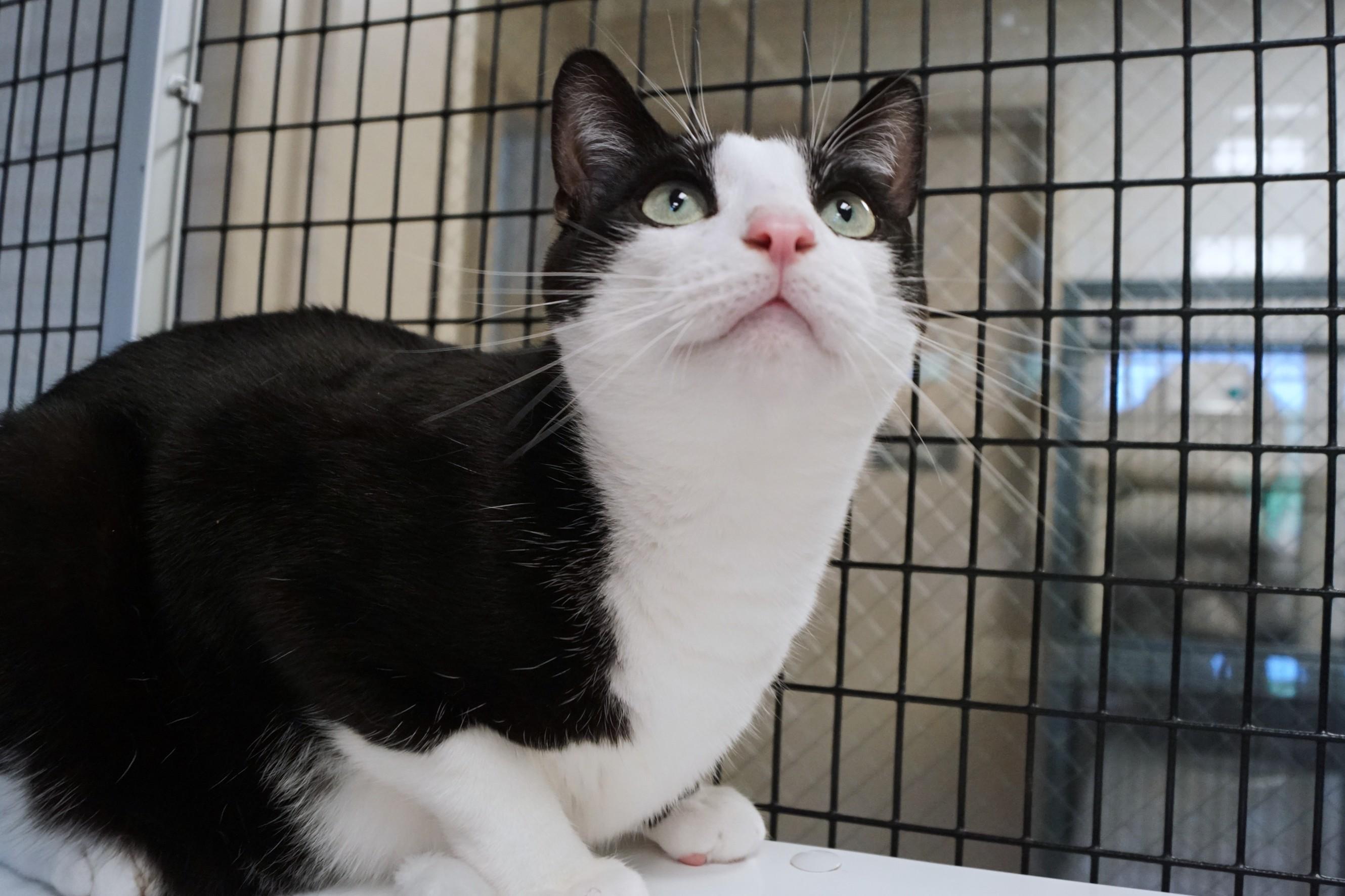 Pen, a Adoptable Domestic Short Hair in New Milford, CT image 2/6
