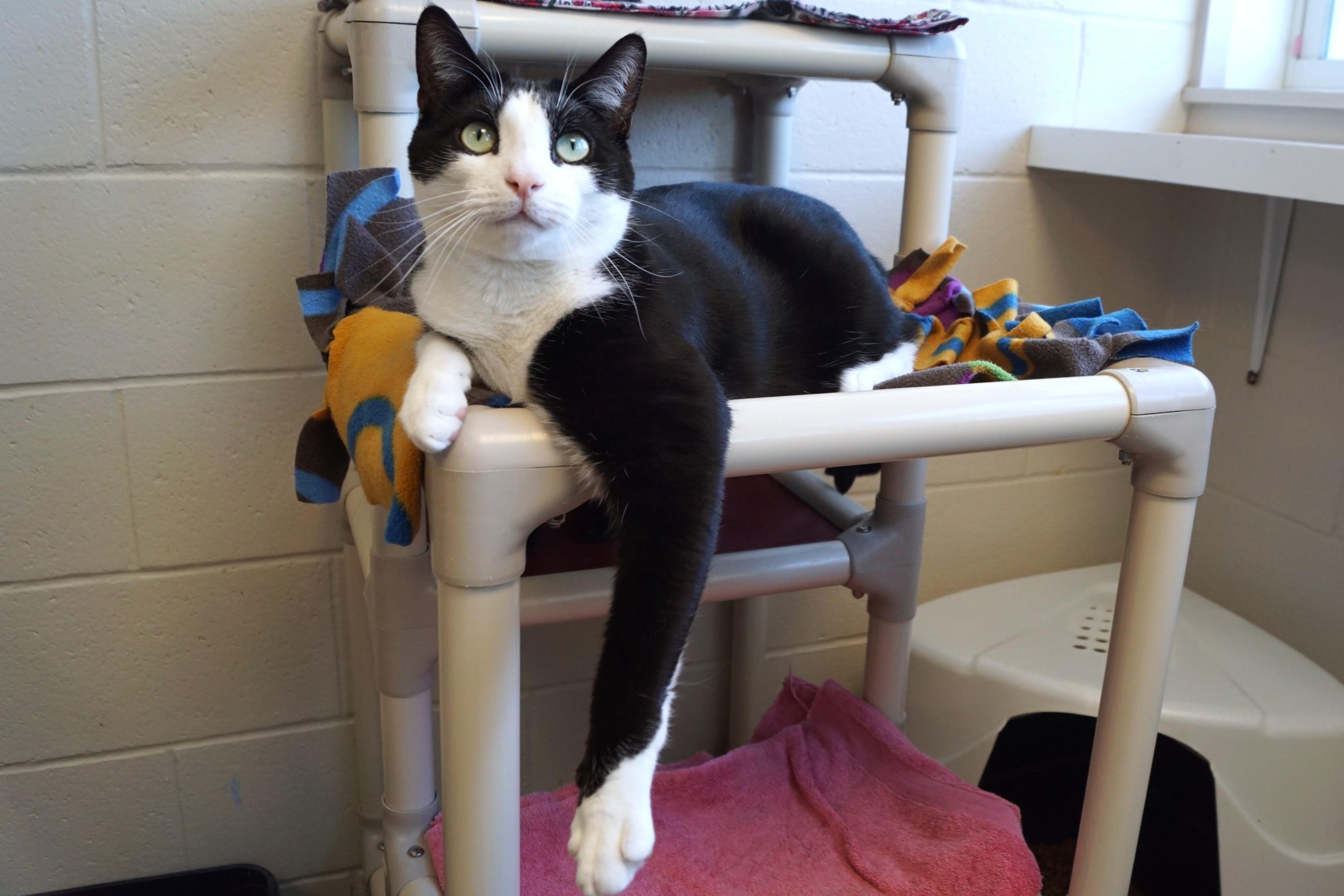 Pen, a Adoptable Domestic Short Hair in New Milford, CT image 3/6