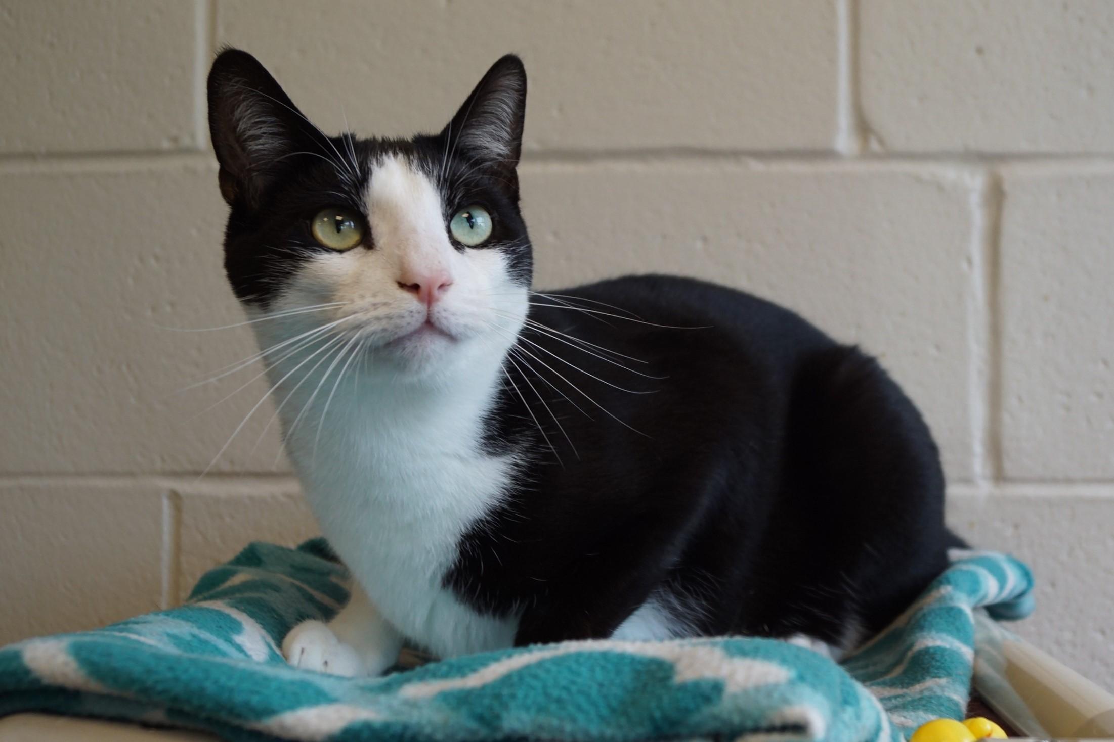 Pen, a Adoptable Domestic Short Hair in New Milford, CT image 3/6