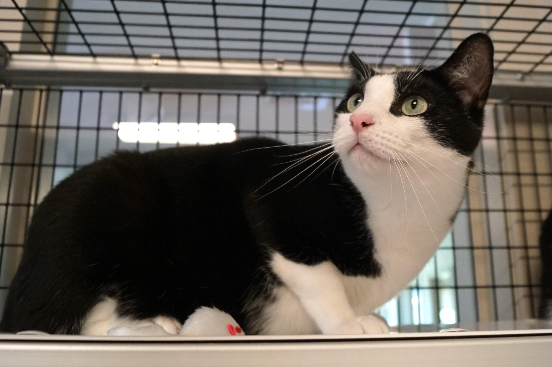 Pen, Adoptable, Young Male Domestic Short Hair.