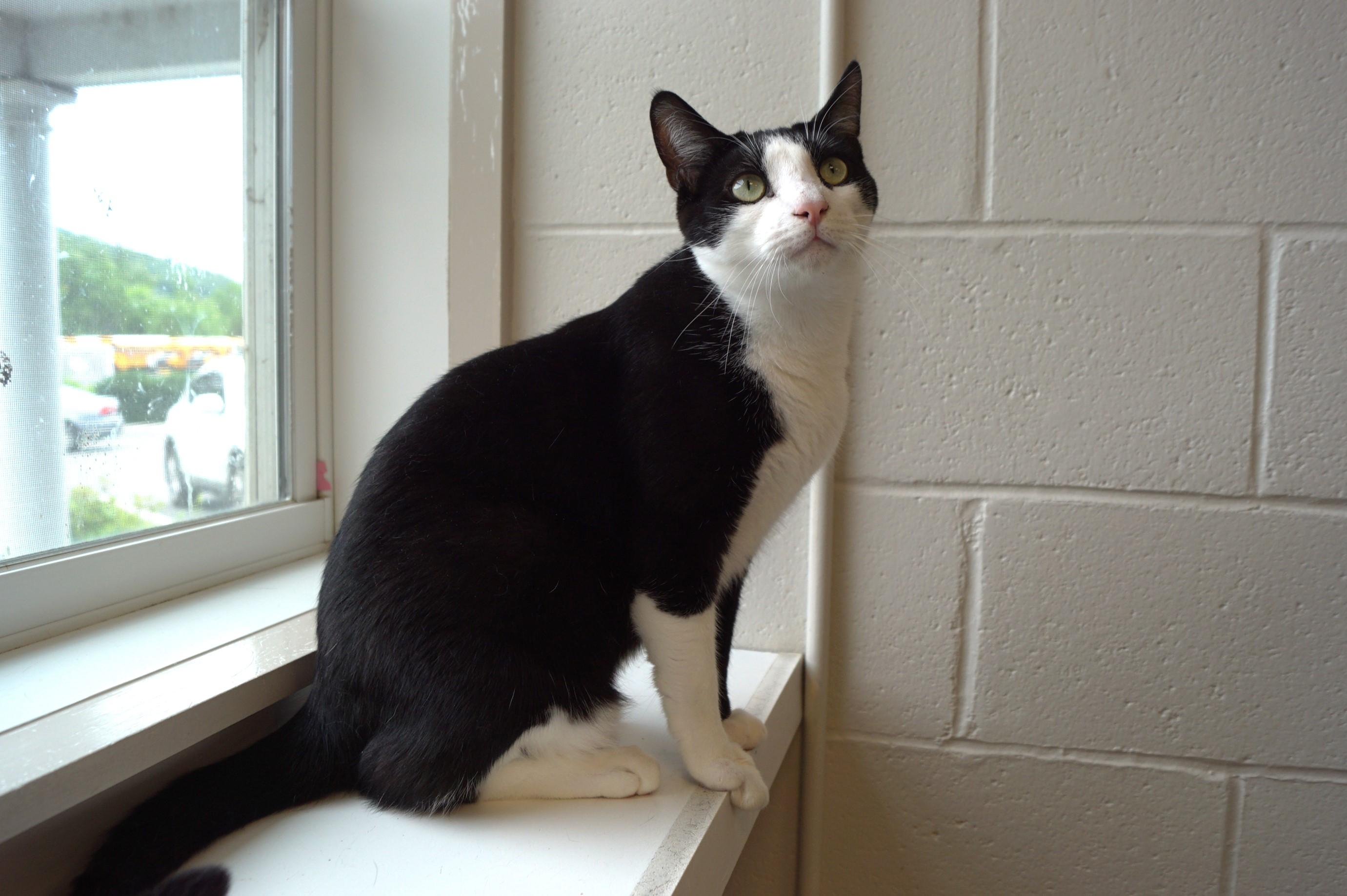 Pen, a Adoptable Domestic Short Hair in New Milford, CT image 5/6