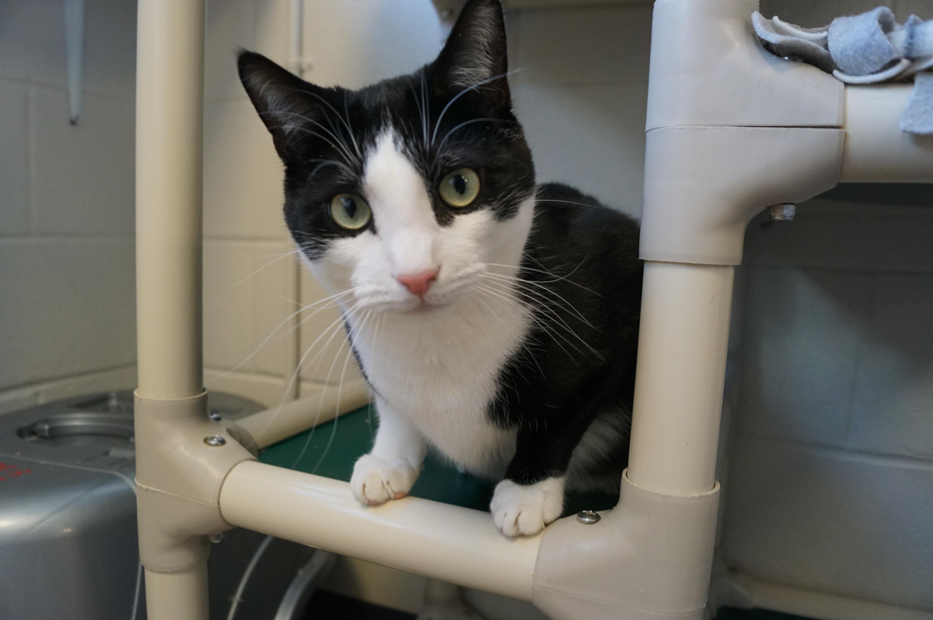 Pen, a Adoptable Domestic Short Hair in New Milford, CT image 4/6