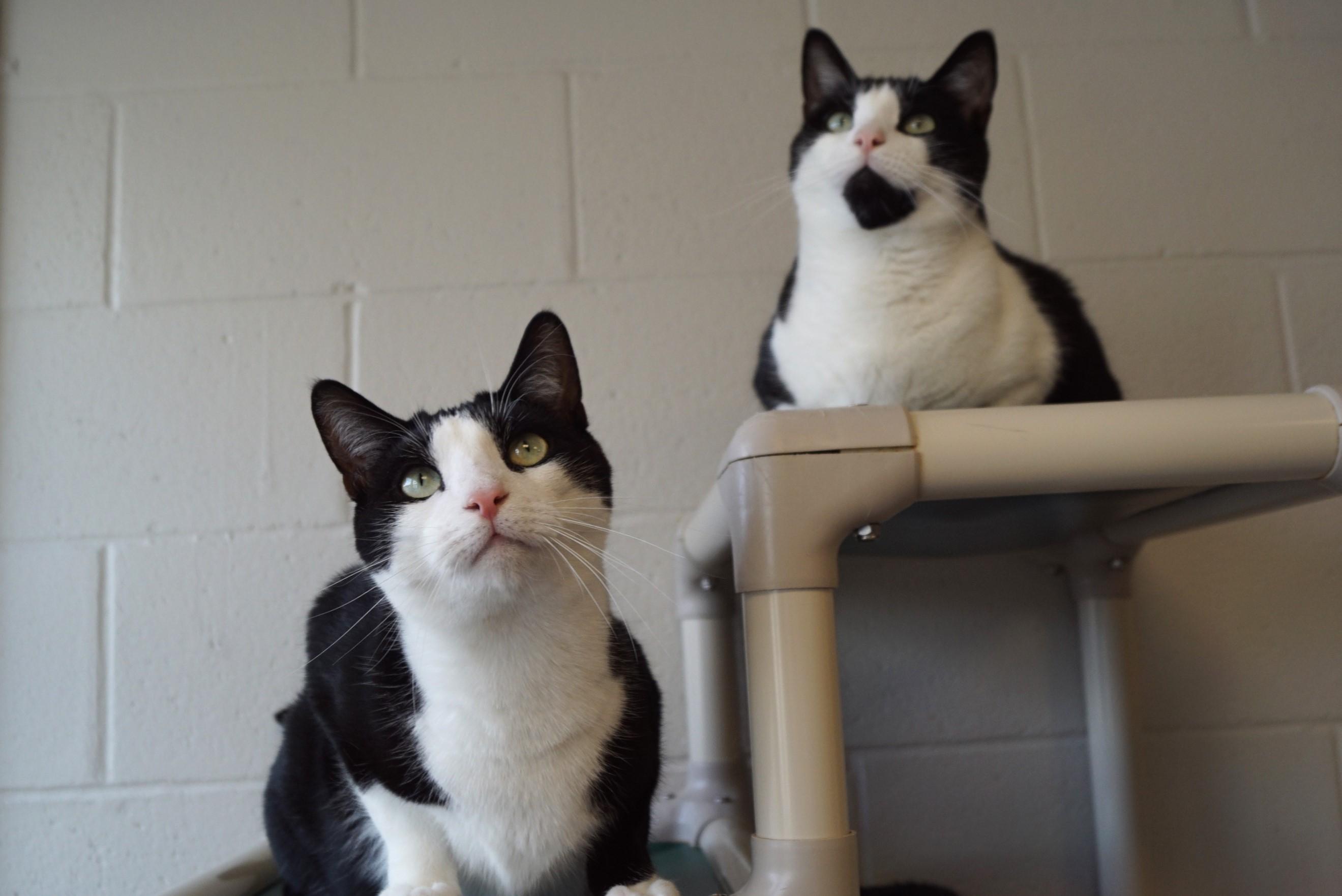 Pen, a Adoptable Domestic Short Hair in New Milford, CT image 5/6