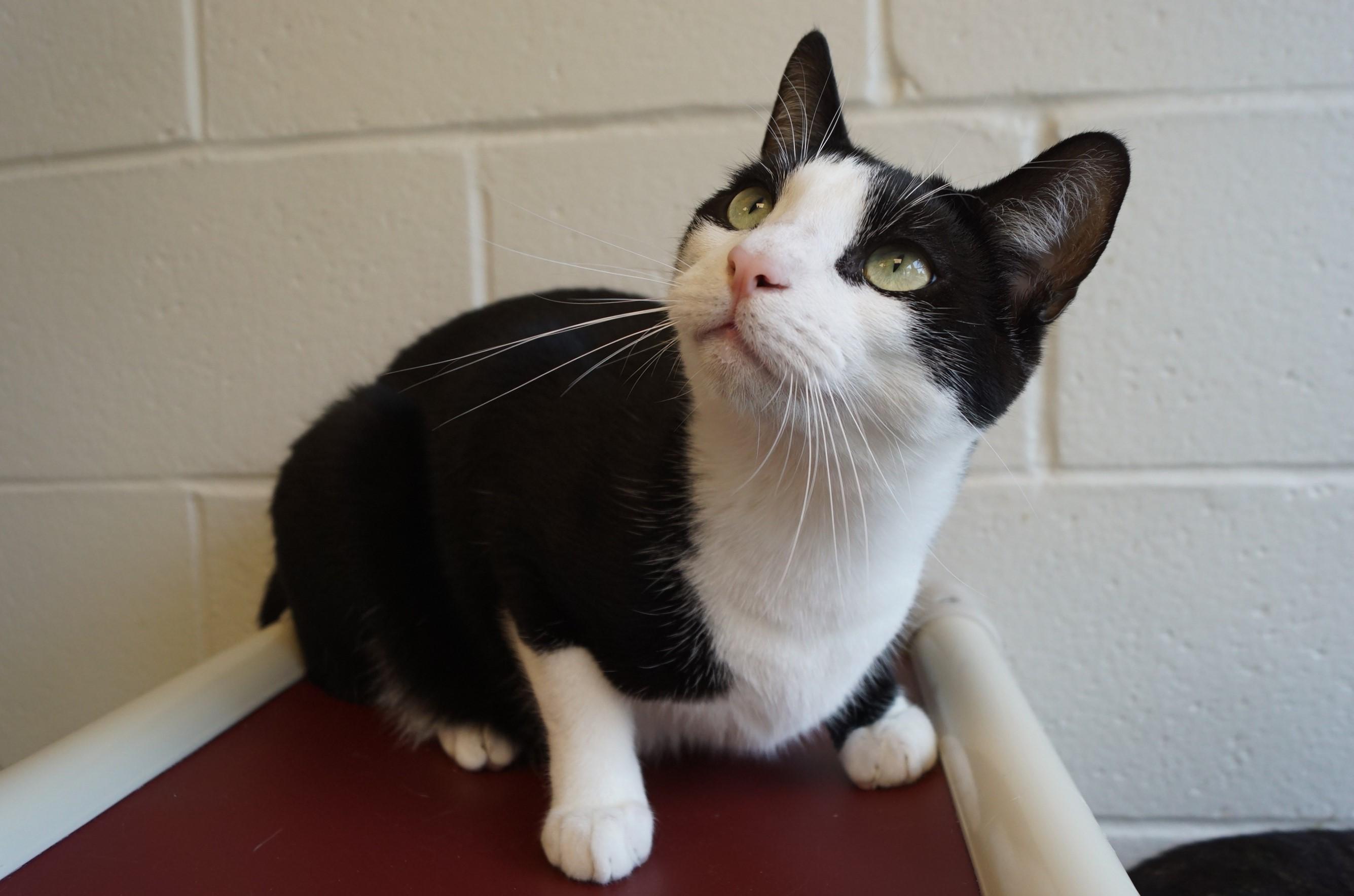 Pen, a Adoptable Domestic Short Hair in New Milford, CT image 6/6