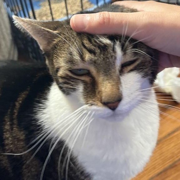 Heidi, Adult Female Tabby