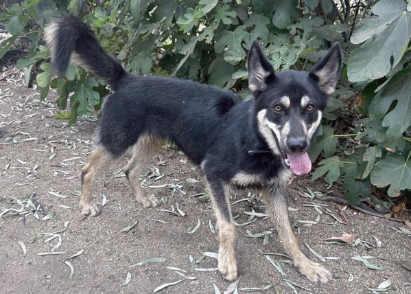 Enlarge Aj, a Adoptable mixed breed in San Gabriel, CA image 1/6