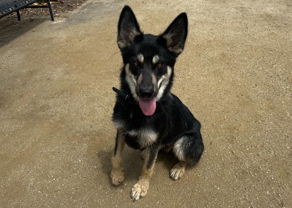 Enlarge Aj, a Adoptable mixed breed in San Gabriel, CA image 1/6