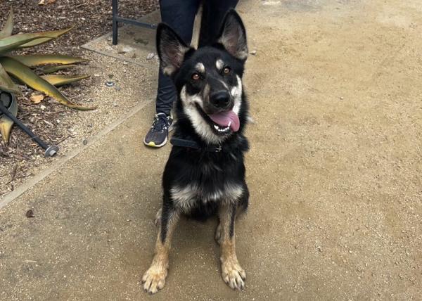 Enlarge Aj, a Adoptable mixed breed in San Gabriel, CA image 2/6