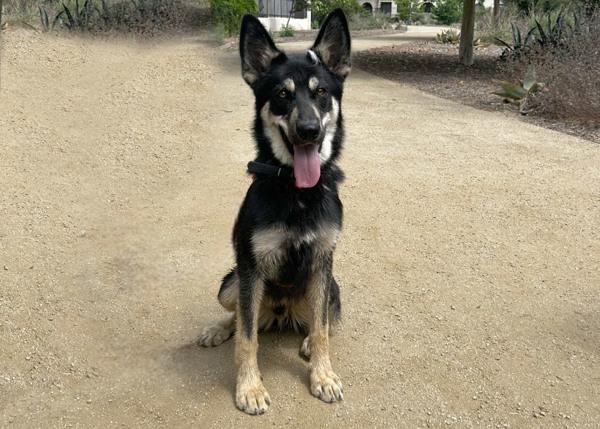 Enlarge Aj, a Adoptable mixed breed in San Gabriel, CA image 3/6
