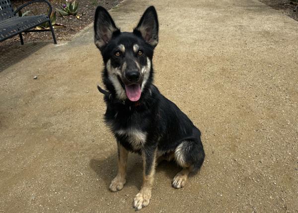 Enlarge Aj, a Adoptable mixed breed in San Gabriel, CA image 5/6