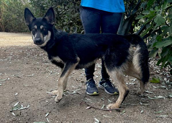 Enlarge Aj, a Adoptable mixed breed in San Gabriel, CA image 6/6