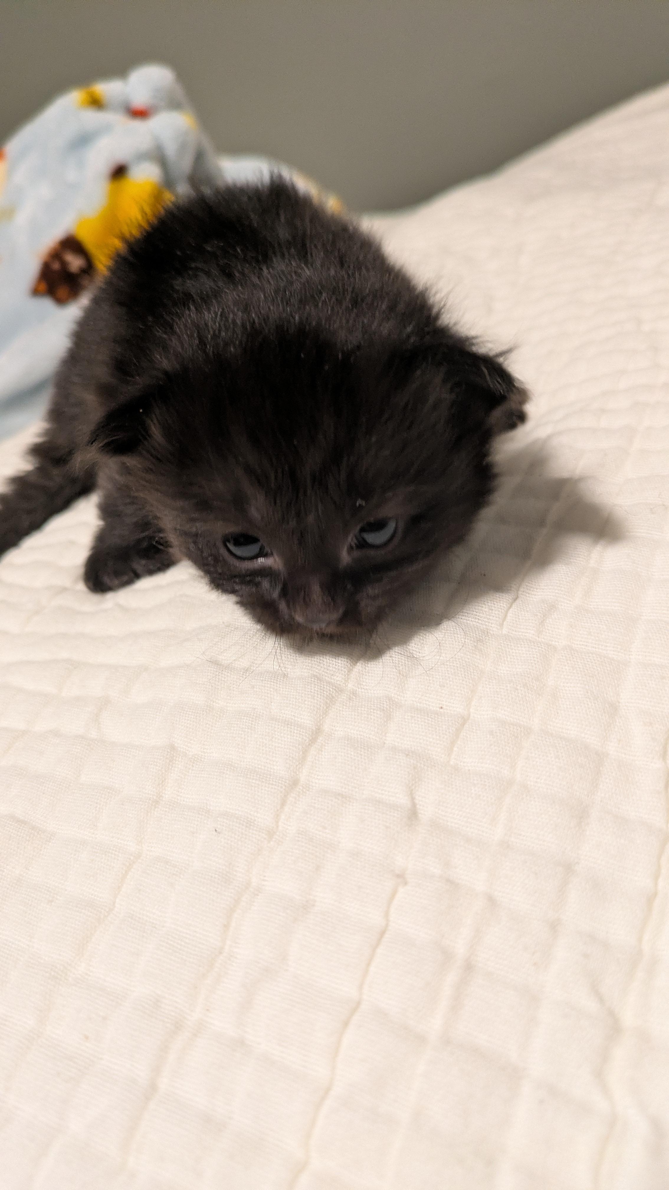 Fork, a Adoptable Domestic Short Hair in Fruit Heights, UT image 1/4