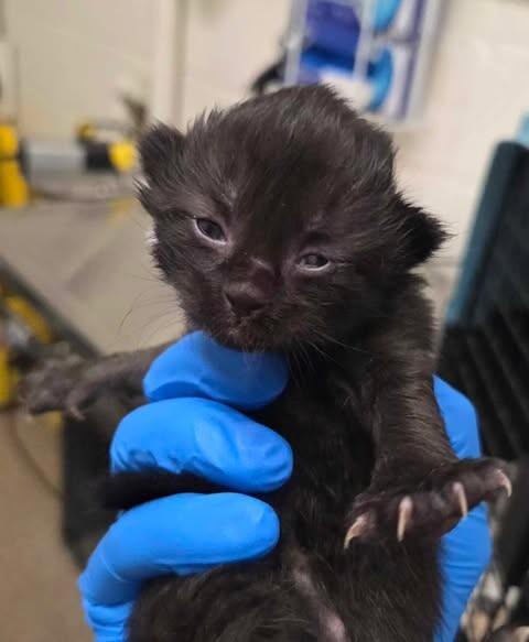 Fork, a Adoptable Domestic Short Hair in Fruit Heights, UT image 2/4