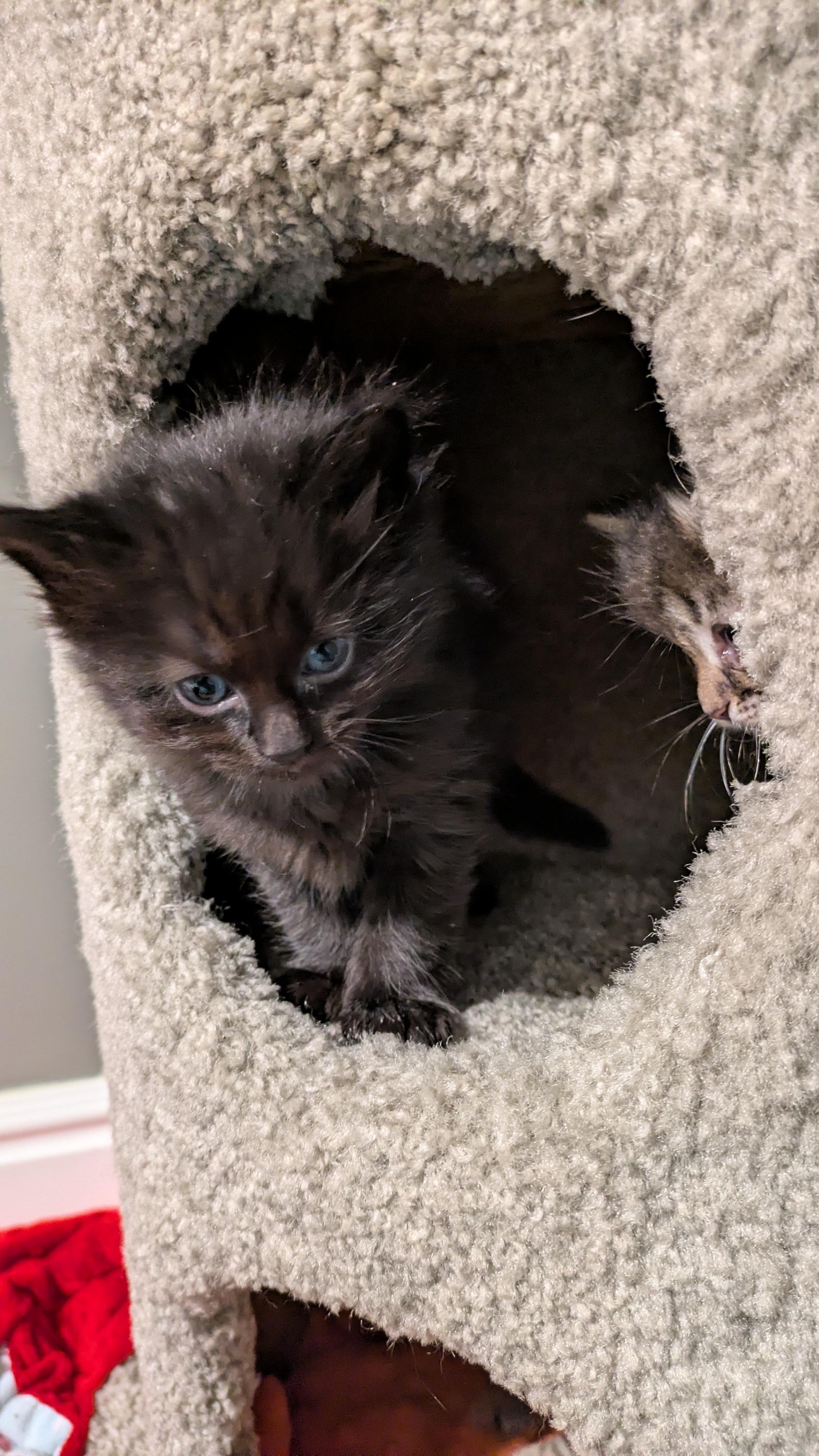 Fork, a Adoptable Domestic Short Hair in Fruit Heights, UT image 4/4