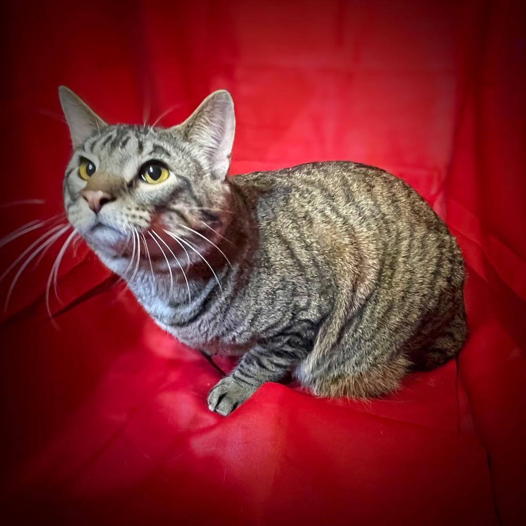 Enlarge Laverne, a Adoptable mixed breed in Pittsfield, IL image 2/2