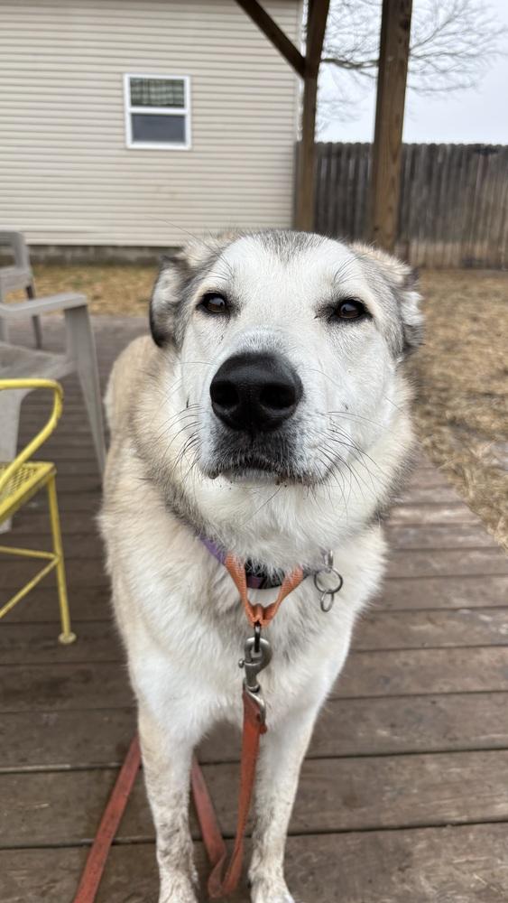 Peyton, Adoptable, Adult Female Anatolian Shepherd.