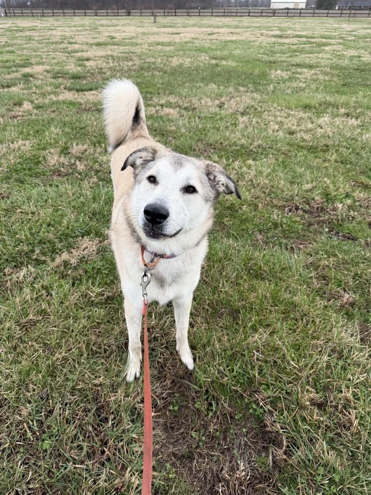 Enlarge Peyton, a Adoptable mixed breed in Xenia, OH image 2/5