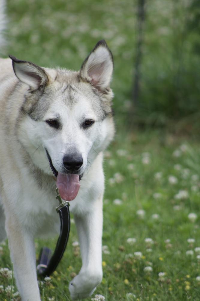 Enlarge Peyton, a Adoptable mixed breed in Xenia, OH image 3/6