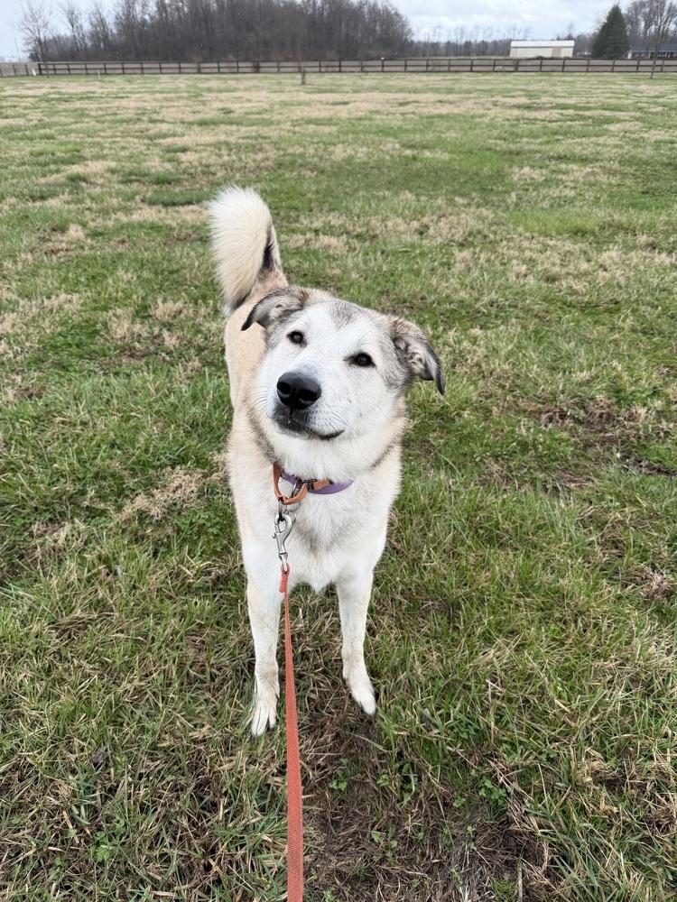 Enlarge Peyton, a Adoptable mixed breed in Xenia, OH image 3/5