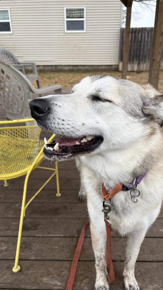 Enlarge Peyton, a Adoptable mixed breed in Xenia, OH image 4/5