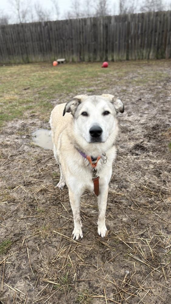 Enlarge Peyton, a Adoptable mixed breed in Xenia, OH image 5/5