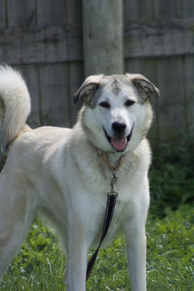 Enlarge Peyton, a Adoptable mixed breed in Xenia, OH image 4/6