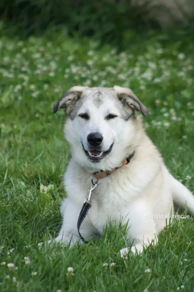 Enlarge Peyton, a Adoptable mixed breed in Xenia, OH image 5/5
