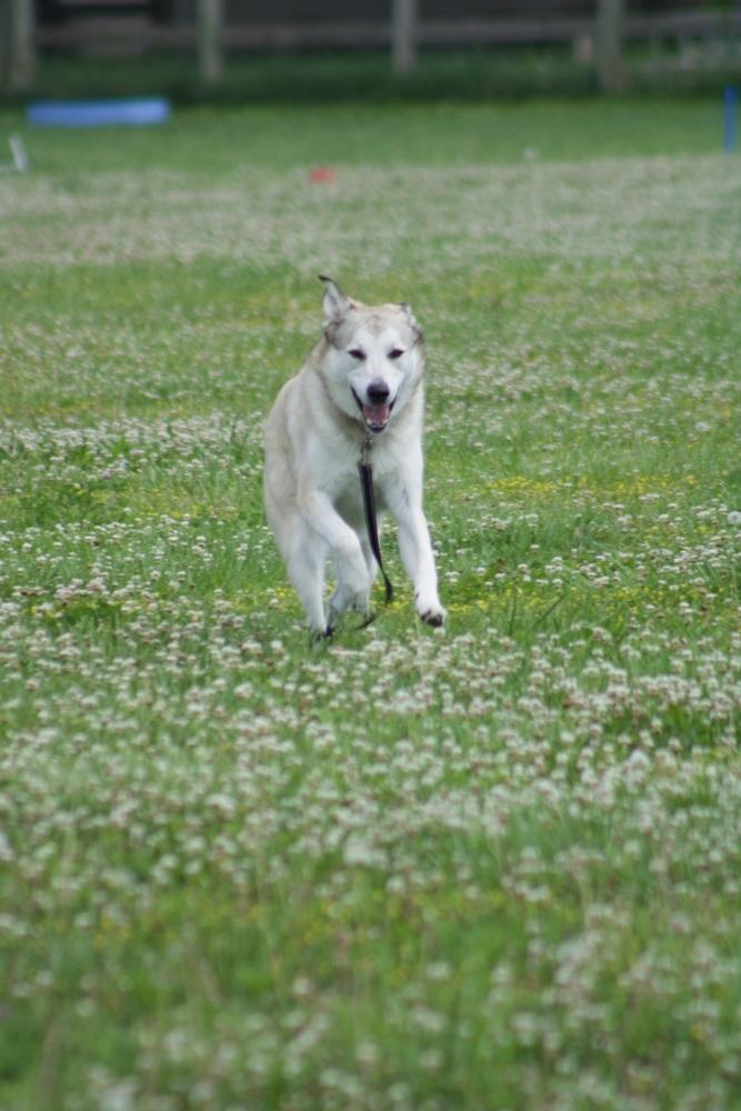 Enlarge Peyton, a Adoptable mixed breed in Xenia, OH image 6/6