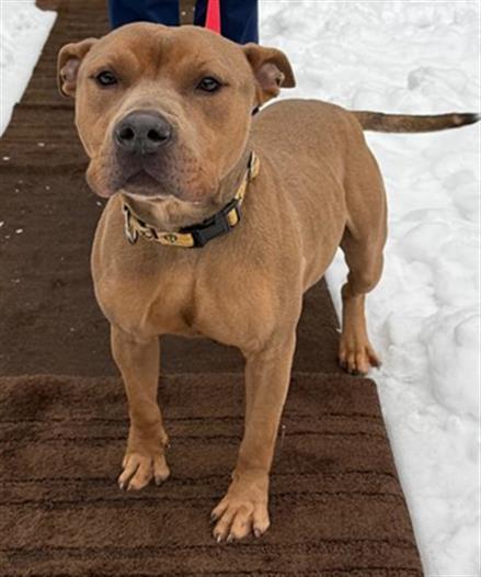 Enlarge THEODORE, a Adoptable Pit Bull Terrier in Newton, NC image 1/1