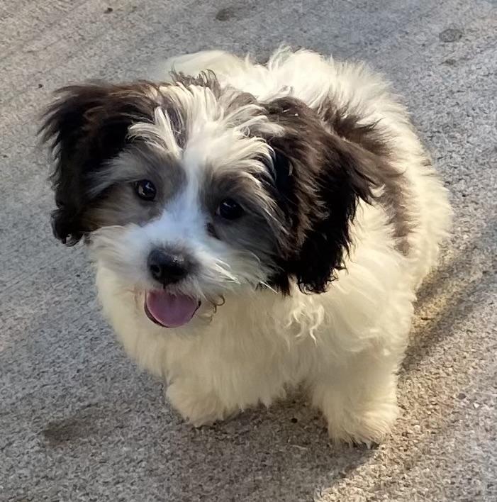 Brownie, ADOPTABLE, Puppy Female Shih Tzu & Bichon Frise.