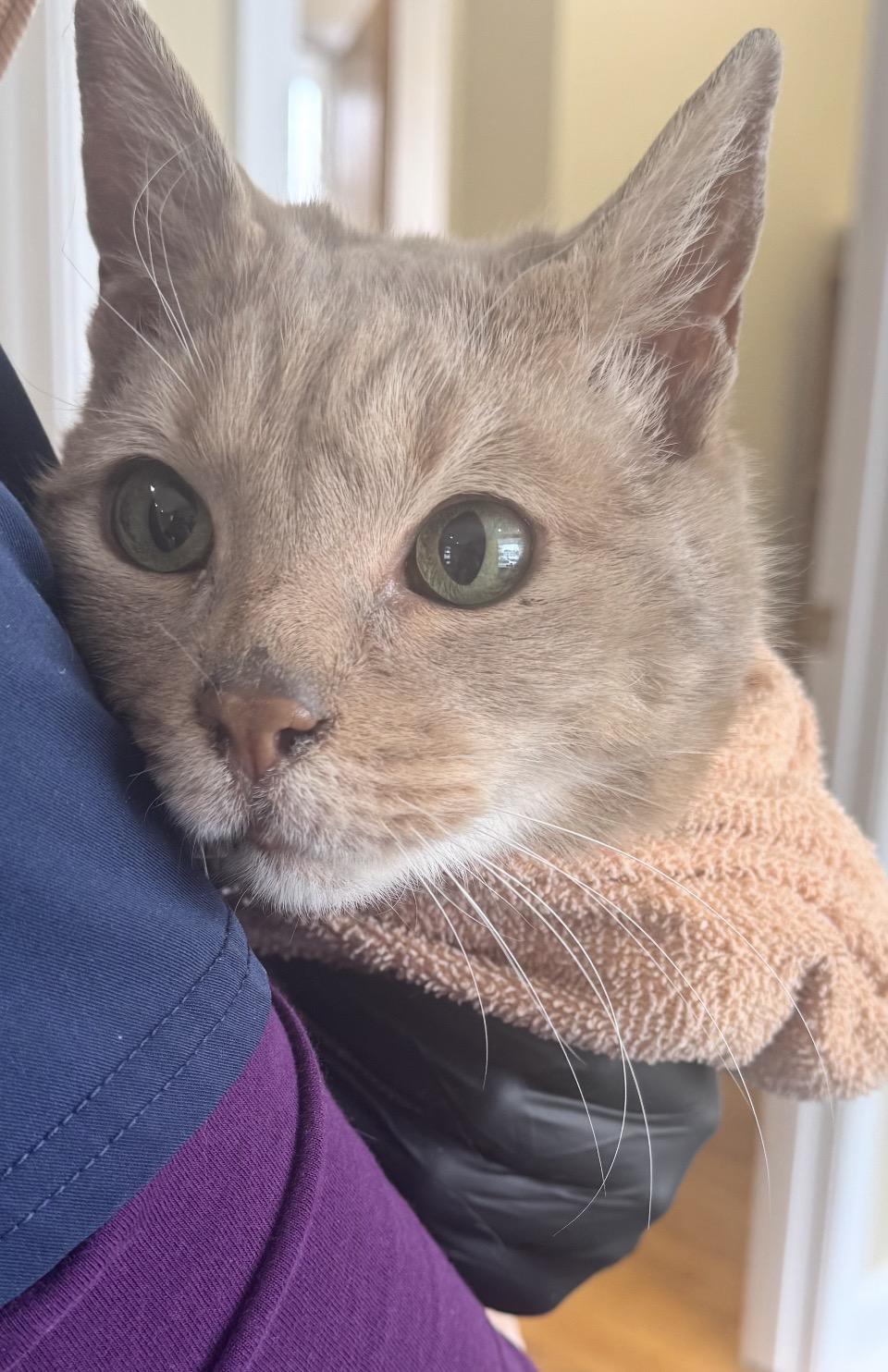 Lexi, a ADOPTABLE mixed breed in Philadelphia, PA image 1/4