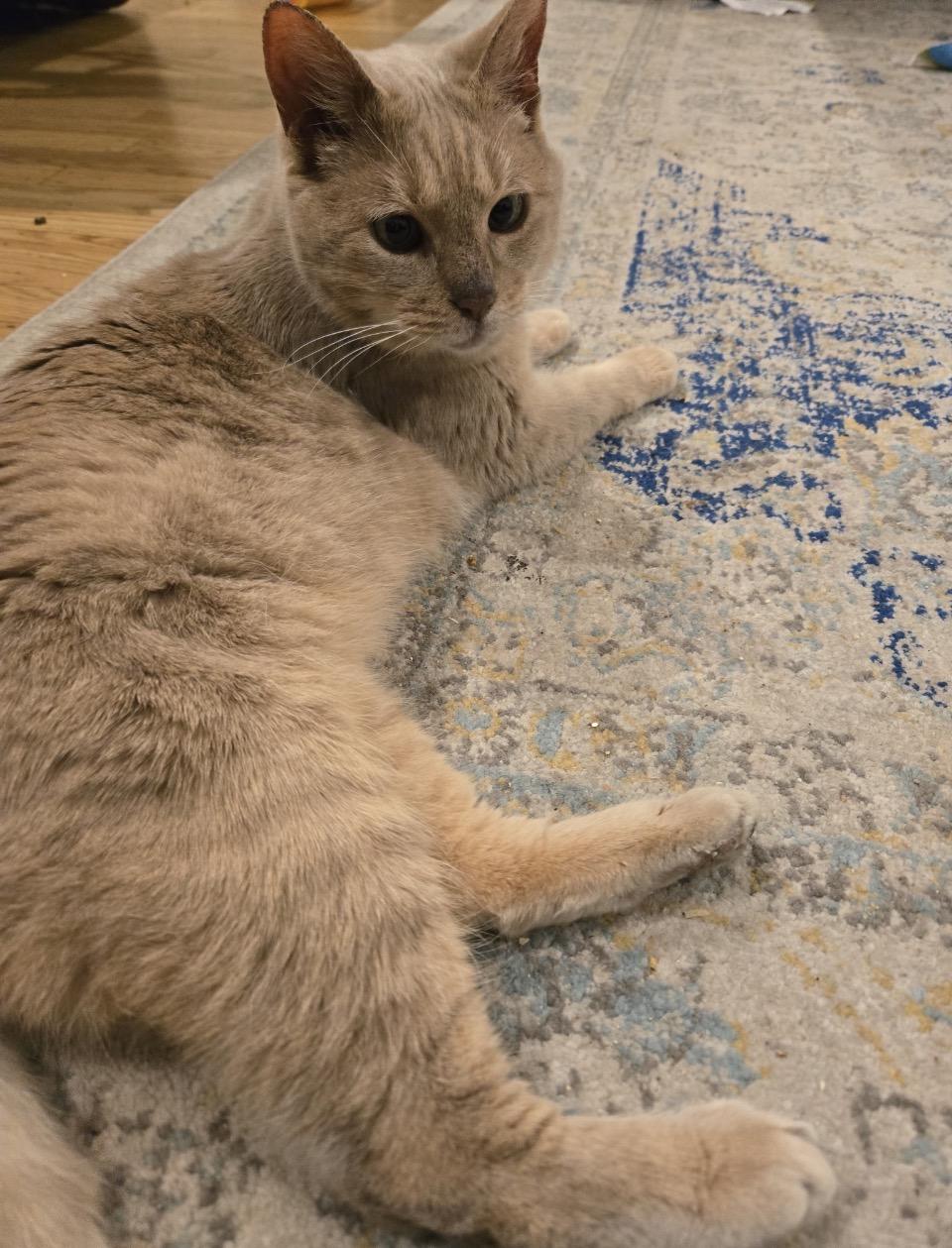 Lexi, a ADOPTABLE mixed breed in Philadelphia, PA image 4/4