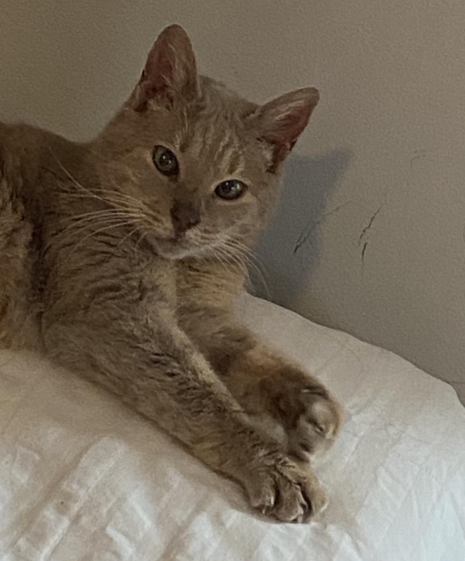 Lexi, a ADOPTABLE mixed breed in Philadelphia, PA image 3/4