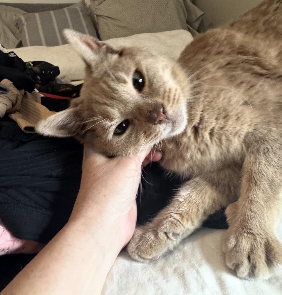 Lexi, ADOPTABLE, Adult Female Tabby & Siamese.