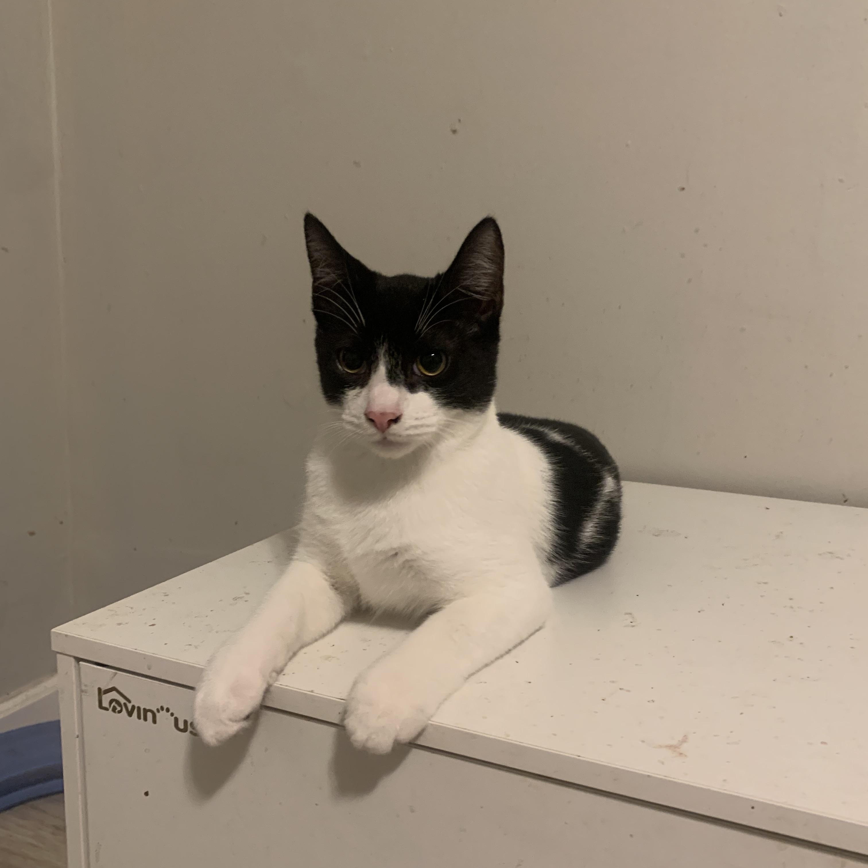 Marcus, Adoptable, Kitten Male Domestic Short Hair.