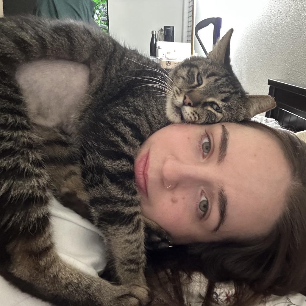Enlarge WormTail, a Adoptable Domestic Short Hair in Costa Mesa, CA image 1/4